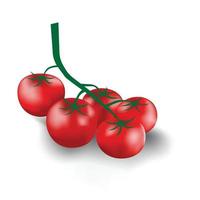 Collection of a branch of fresh red tomato from organic farm. vector