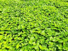 Close up of salad vegetable plantation in a green house in an organic farm photo