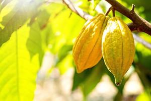 Árbol de cacao con mazorcas de cacao en una granja orgánica foto