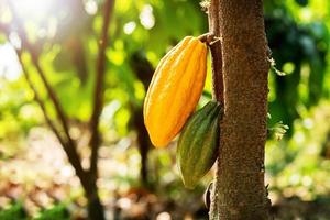 Árbol de cacao con mazorcas de cacao en una granja orgánica foto