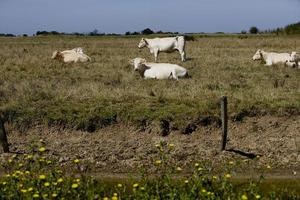 Herd of Charentaise cows, France photo