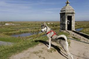 Husky dog in Charente Maritime, France photo