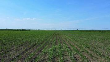 campo di grano verde video