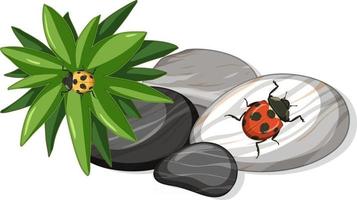 Top view of ladybug on stones leaf isolated vector