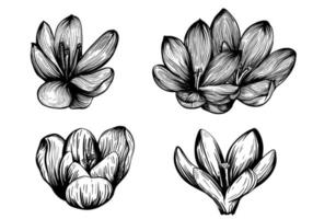 Saffron flower set. Crocus flower sketch vector