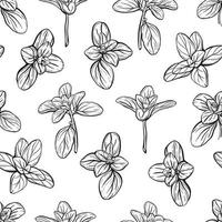 marjoram seamless pattern vector