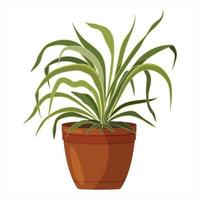 A beautiful drawing of a houseplant. Chlorophytum. vector