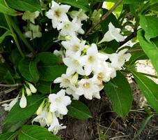 flor de jazmín floreciente con hojas, naturaleza viva natural foto