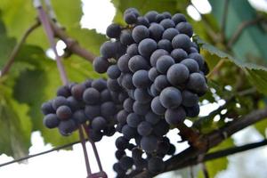 Hanging beautiful bunches of grape outdoors in rural photo