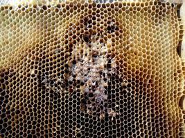 Background hexagon texture, wax honeycomb from a bee hive photo