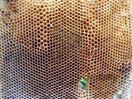 Fondo de textura hexagonal, panal de cera de una colmena de abejas foto