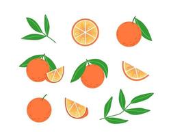 Collection of oranges and leaves in flat style vector