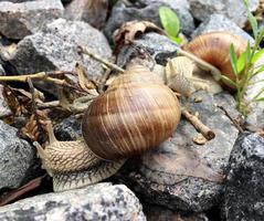 Small garden snail in shell crawling on wet road, slug hurry home photo