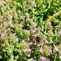 Winged bee slowly flies to the plant, collect nectar for honey on private apiary photo