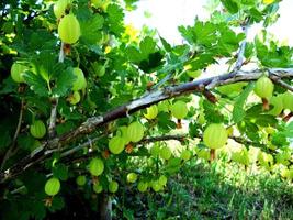 The colorful photo shows blooming berry gooseberry