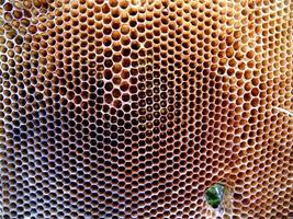 Fondo de textura hexagonal, panal de cera de una colmena de abejas
