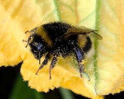 Winged bee slowly flies to the plant, collect nectar for honey on private apiary photo