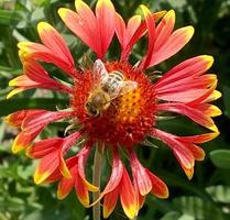 abeja alada vuela lentamente a la planta, recolecta néctar para miel en colmenar privado foto