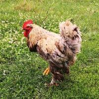 Bird rooster looking for food in green grass photo