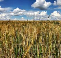 Campo arado de trigo espiguilla en suelo marrón en campo abierto naturaleza foto
