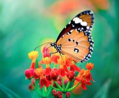 mariposa sobre flor de naranja en el jardín foto