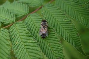 una abeja se pone en cuclillas sobre una hoja verde foto