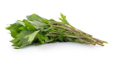 White mugwort on white background photo