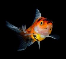 Goldfish on black background photo