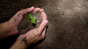 manos del agricultor plantando las plántulas en el suelo foto