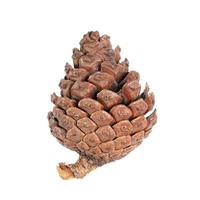 Pine cones isolated on white background with clipping path. photo