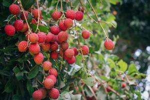 Cerrar frutos maduros de lichi en el árbol en la plantación, Tailandia foto