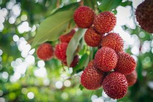 Cerrar frutos maduros de lichi en el árbol en la plantación, Tailandia foto