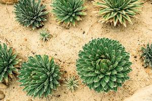 Planta del siglo de la reina victoria agave real en el invernadero foto