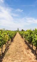 Provence vineyard in France photo