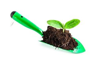 Young plant on gardening tool photo