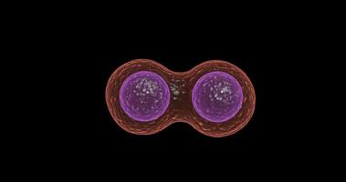 division cellulaire et croissance de certaines formes de vie cellulaires. video