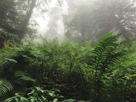 hermoso bosque de las montañas del cáucaso en la niebla. Rusia foto