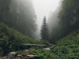 Beautiful forest of Caucasus mountains in fog. Russia photo