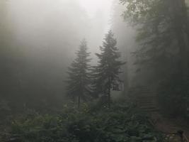 hermoso bosque de las montañas del cáucaso en la niebla. Rusia foto