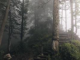hermoso bosque de las montañas del cáucaso en la niebla. Rusia foto
