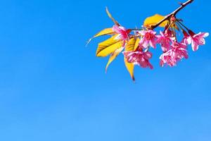 flor de cerezo silvestre del Himalaya, prunus cerasoides o flor de tigre gigante en el cielo azul.