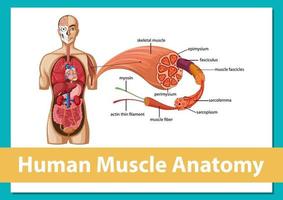 anatomía del músculo humano con anatomía del cuerpo vector