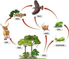 Diagrama que muestra la red alimentaria en la selva tropical. vector