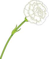 White carnation flower in cartoon style isolated vector