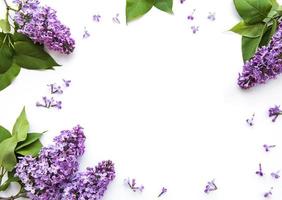 Lilac flowers on a white background photo