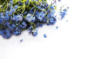 Forget-me-nots on white  background photo