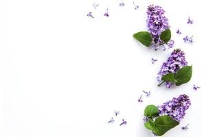 Lilac flowers on a white background photo