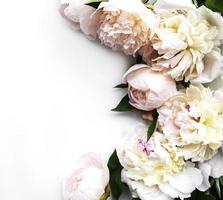 flores de peonía sobre un fondo blanco foto