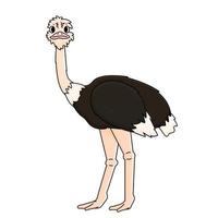 African ostrich stands on two legs vector