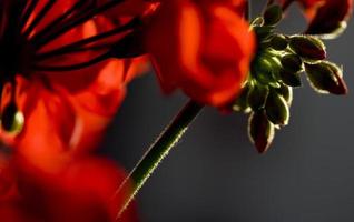 Details of geranium flowers in a garden of Madrid, Spain photo